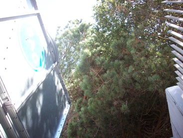Pine tree location
